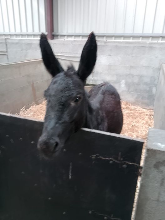 Burros para venda