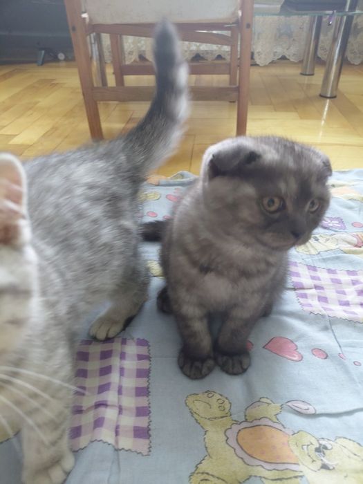 Кошенята шотланці