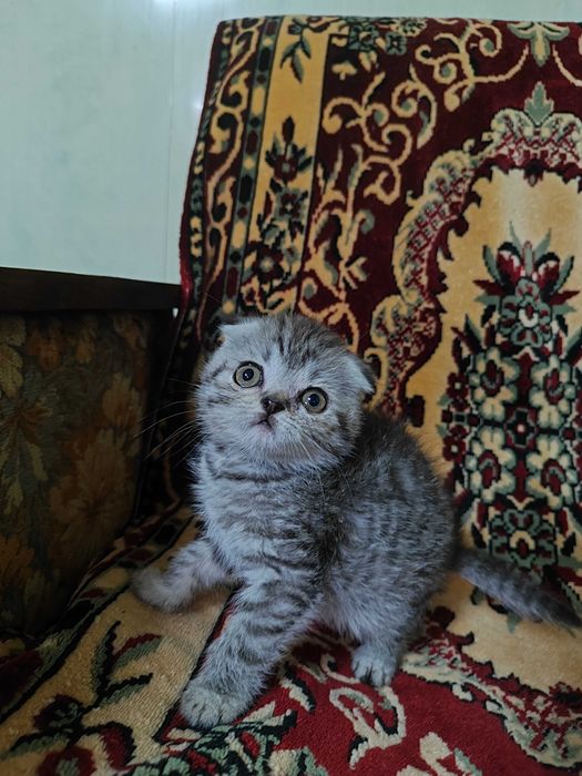 Шотландські кошенята