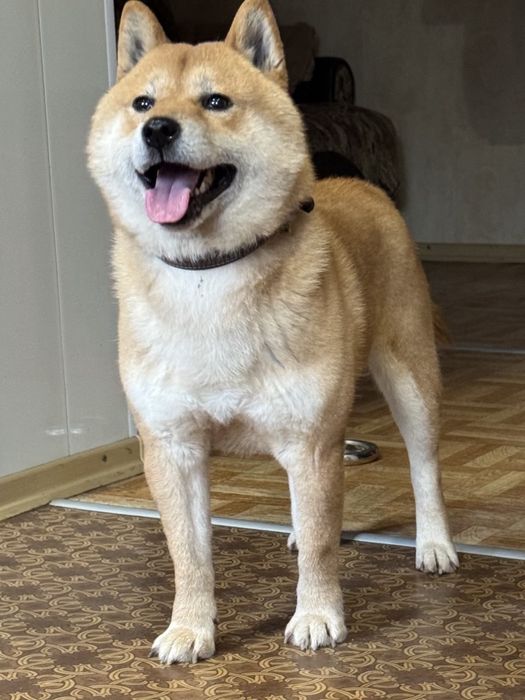 Хлопчик Шиба- іну / сіба-іну  / шиба ину