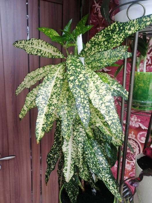 Кротон Gold кімнатна рослина