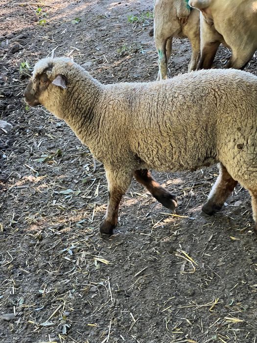Cruzado de suffolk