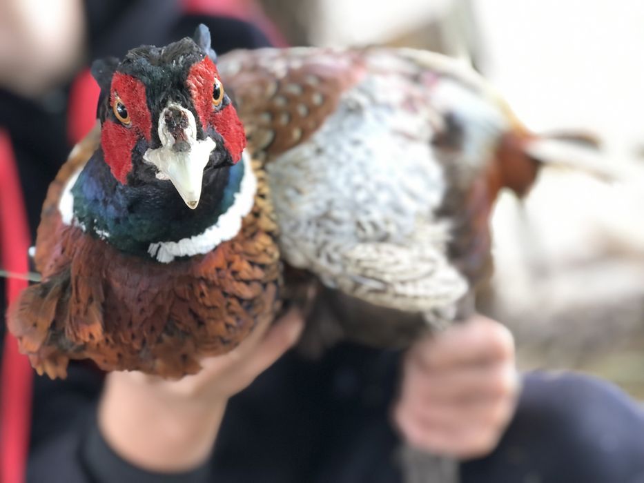 Продам сімʼю фазанів