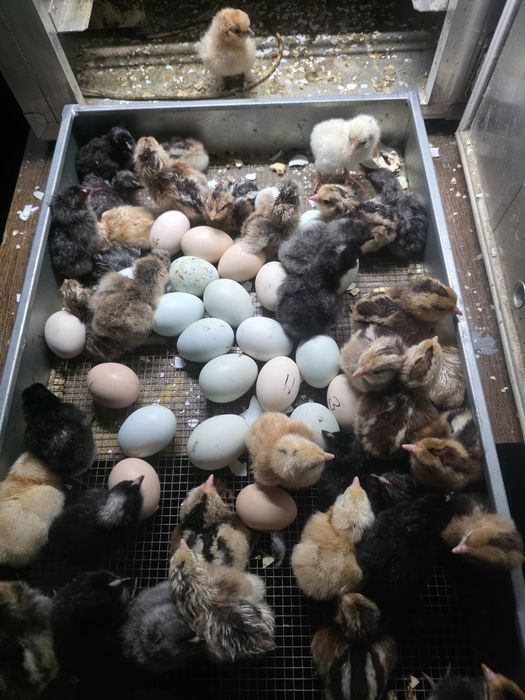 Kury rosły kury silki kury araukany naturalne pisklaki