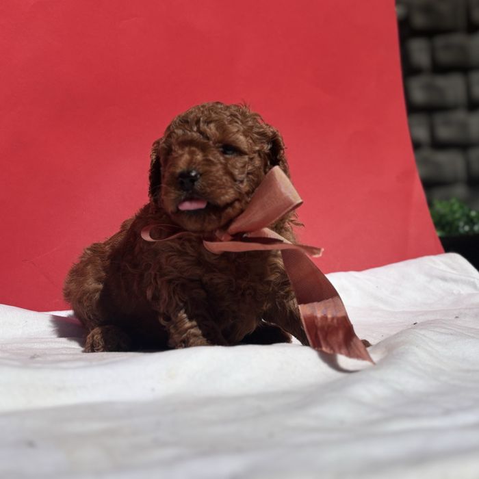 шикарний хлопчик у забарвленні RED BRAUN.  пропонуємо на продаж