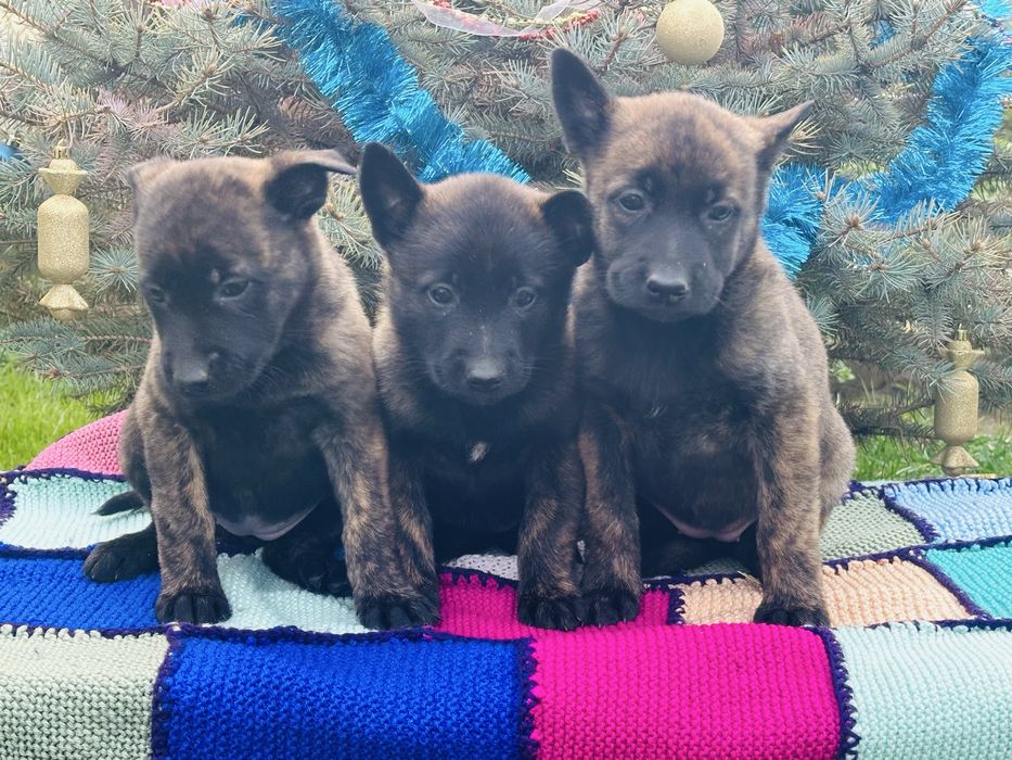 Голландские овчарки! Девчонки!