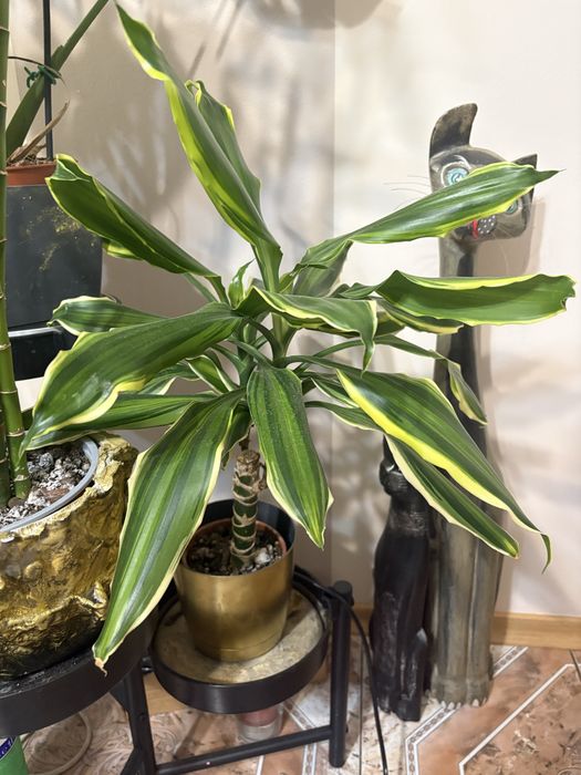 Dracena fragrans