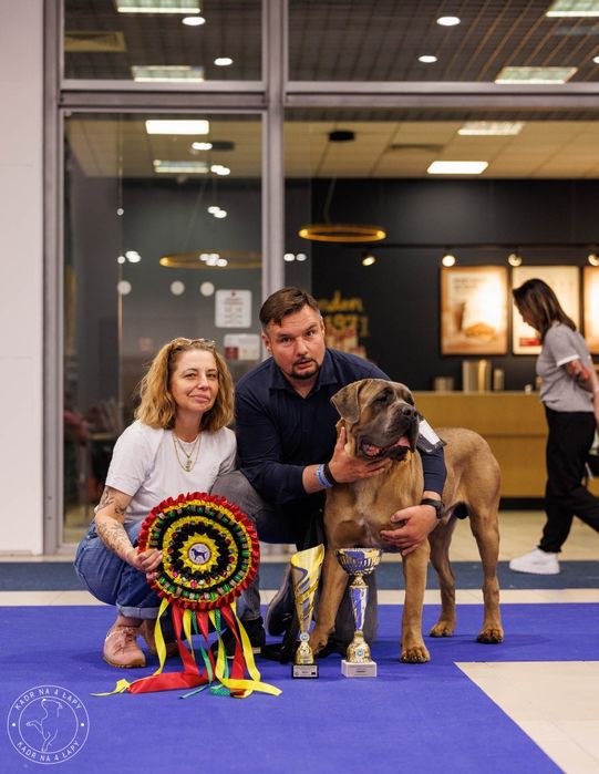 Cane Corso  suczka