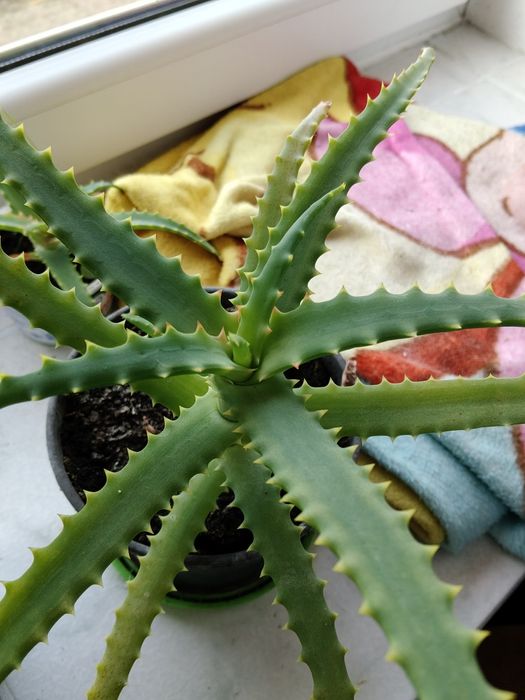 Aloes leczniczy na grzybicę łuszczyce, łupież, wysyłka olx