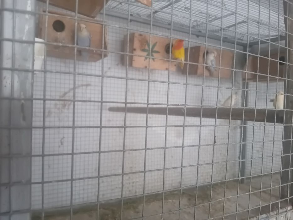 Agapornis criar à mão  Aveiro