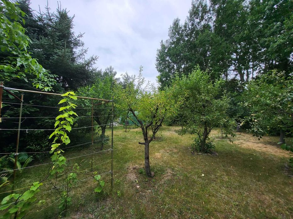 Malownicza działka ROD Jarzębina Godów Radom [600 m²] z domkiem murowanym [42 m²] - Więcej
