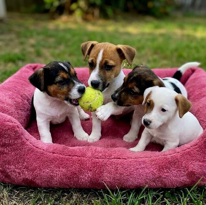 Jack Russell terrier  aktualne