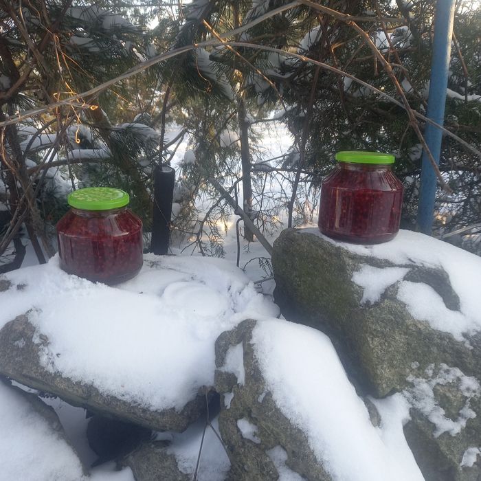 Лимонник китайский.ягода .