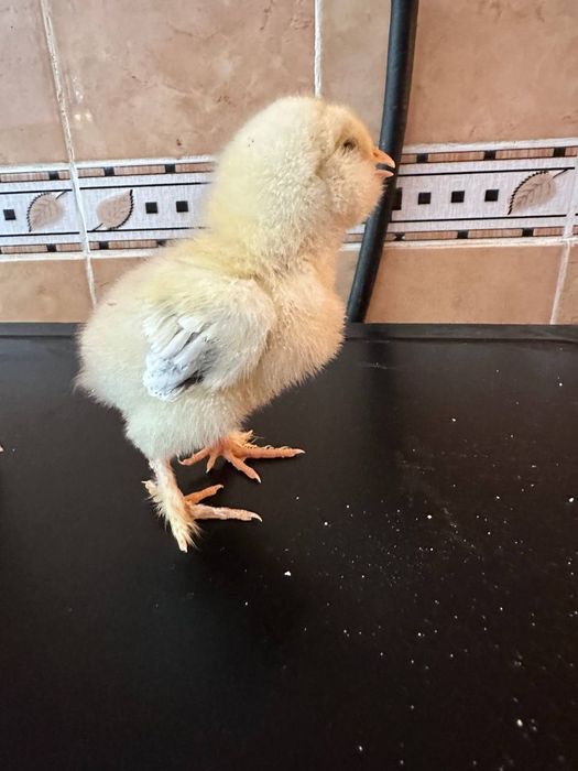 Продам інкубаційне яйце курей фавероль
