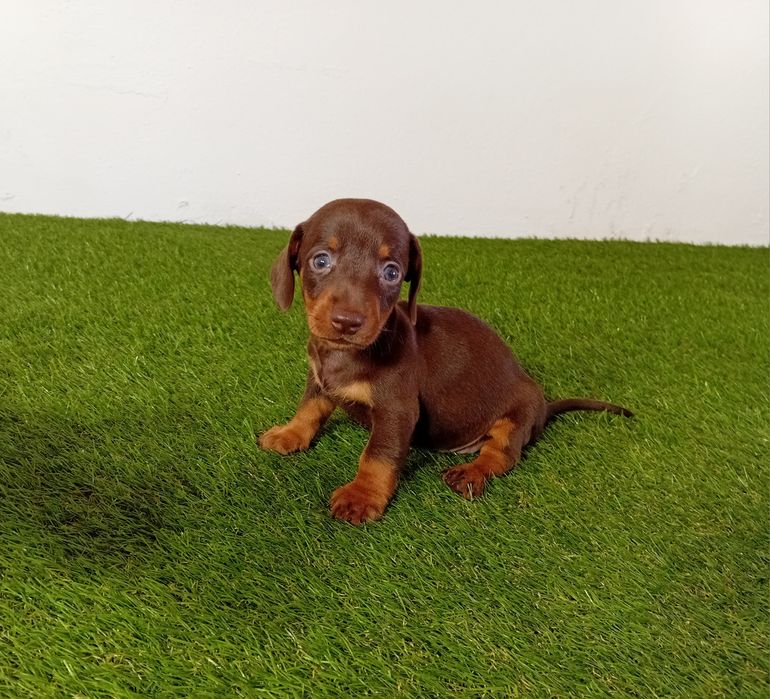 Teckel Macho de Qualidade - Despiste de Patologias Genéticas