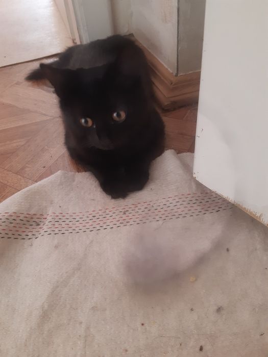 Изумительная кошечка