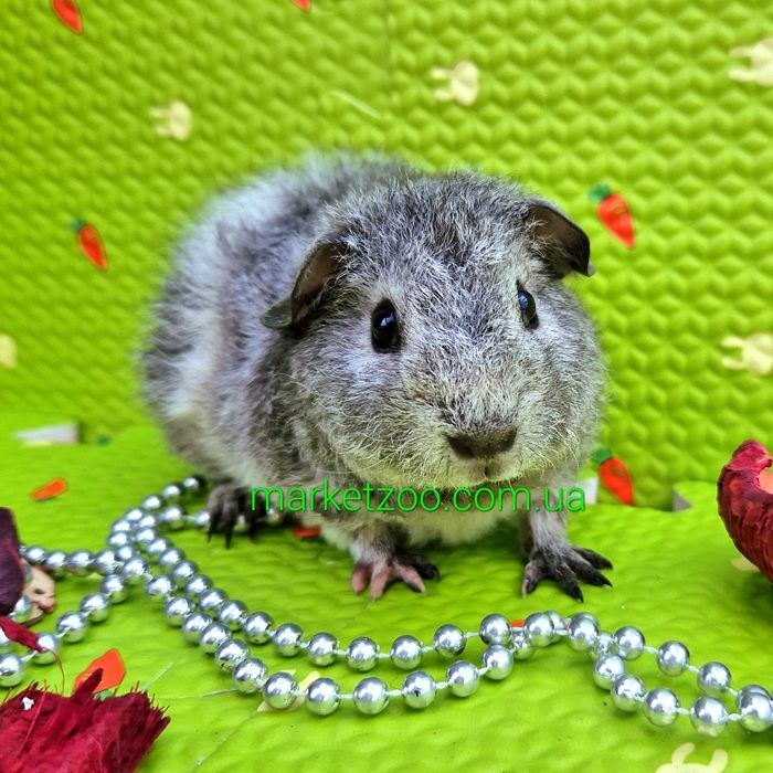 Морская свинка,морские свинки ам.тедди,очень красивые малыши серебро!!