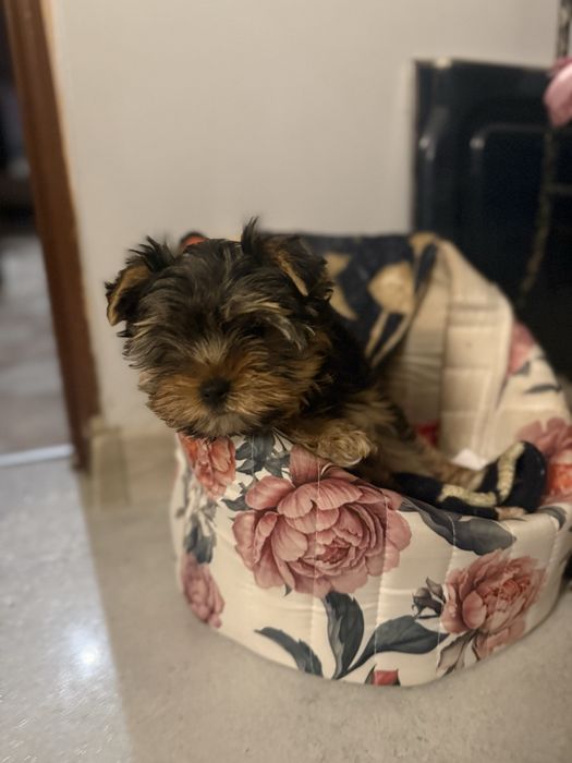 Yorkshire terrier