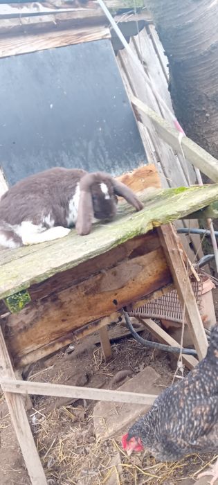 Sprzedam króliki barany francuskie