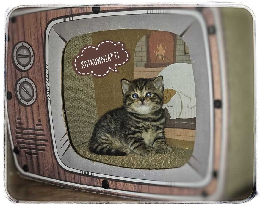 Kotka  brytyjska  krótkowłosa, tygrysica, cudowna.