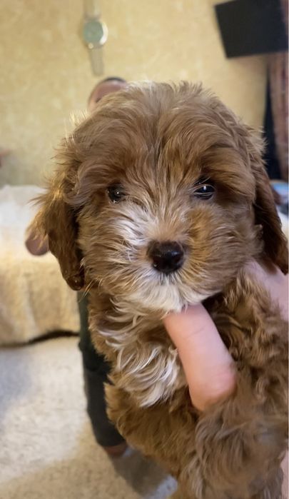 Мальтипу мини