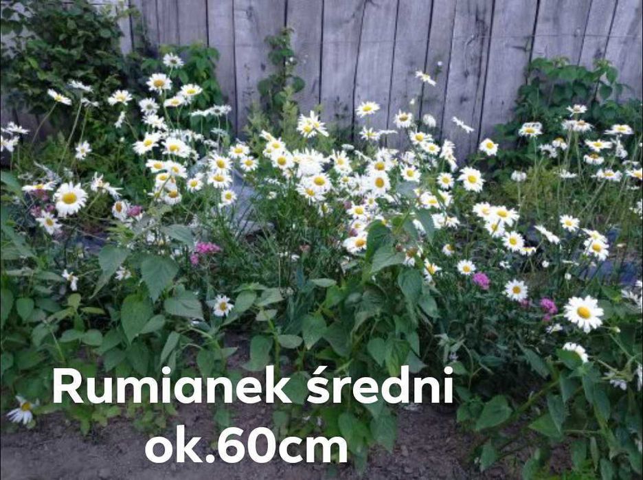 Sprzedam sadzonki kwiatów ogrodowych babcine niekłopotliwe tanio