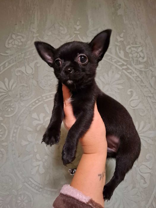 Czarna suczka rasy chihuahua jest gotowa do nowego domu.