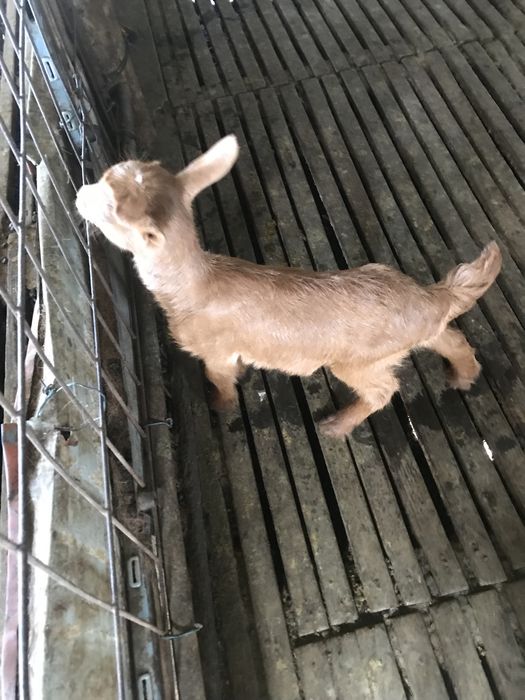 Vendo cabrita com 12 dias para acabar de criarven