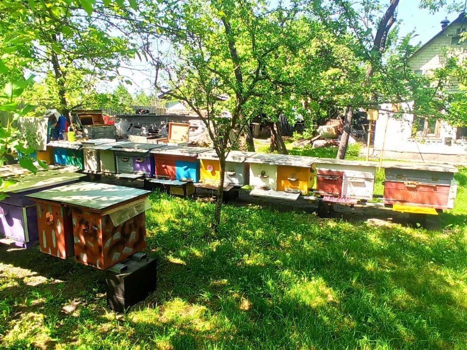 Продаю отводки, бджолопакети, рамки, сiм'ї з вуликами, матки