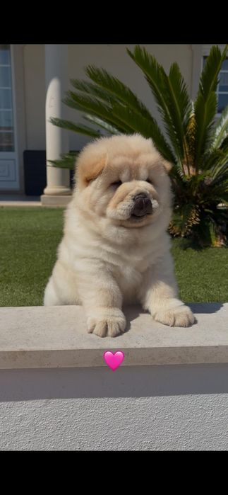 Chow chow fêmea..