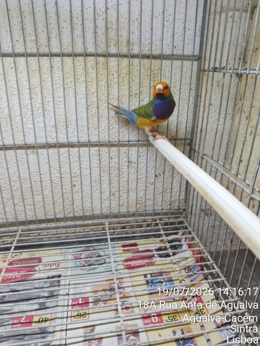 Casal Diamante Gould
