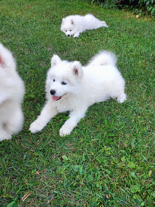 Samoyed śliczna suczka