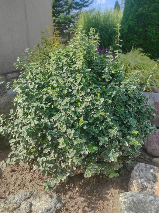 Trzmielina - wieloletni krzew