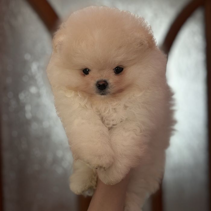 супер ведмедик шоу Классу