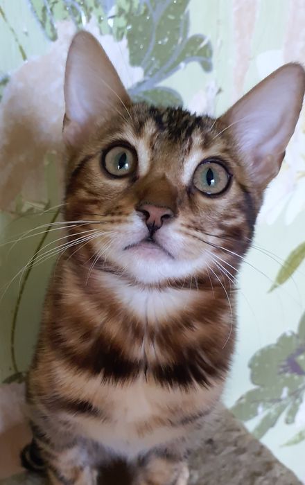 Дівчинка породи бенгал,Ben 24