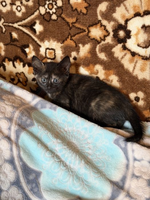 Кошенята шукають люблячу родину