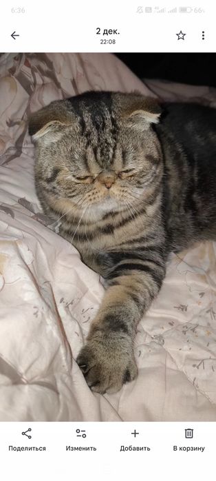 Чарівний хлопець Срочно!