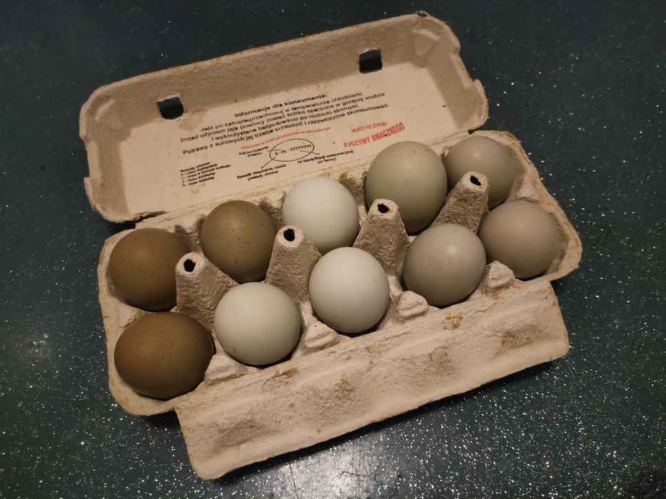 Jajka lęgowe pod kwokę