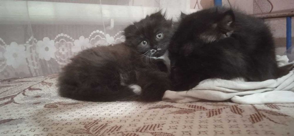 Продається кошеня вiсловуха шотланська. 2 мiсяця