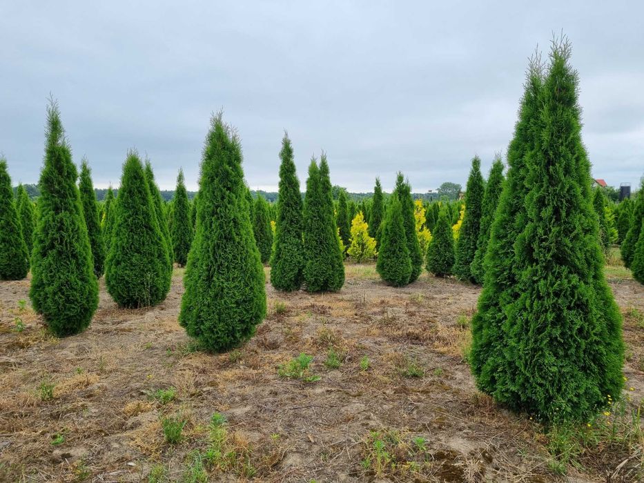 Tuja szmaragd 300 cm, żywotnik zachodni ,,smaragd", Thuja occidentalis