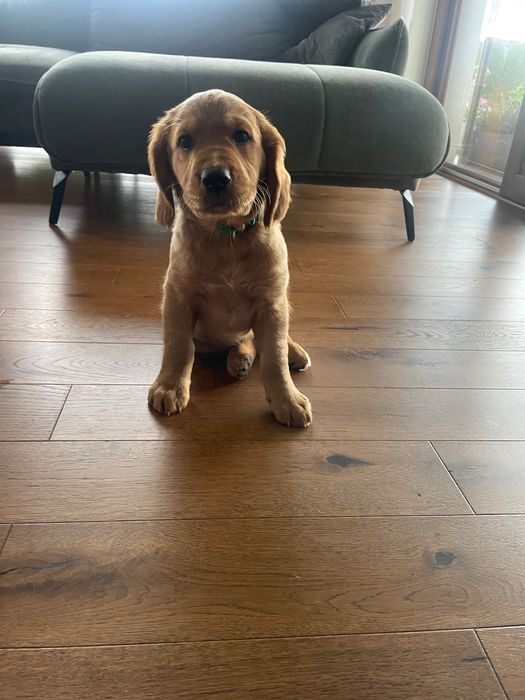 Goldendoodle  -  F2 - 100% USA - zdrowe, szczęśliwe, czyste genetycznie