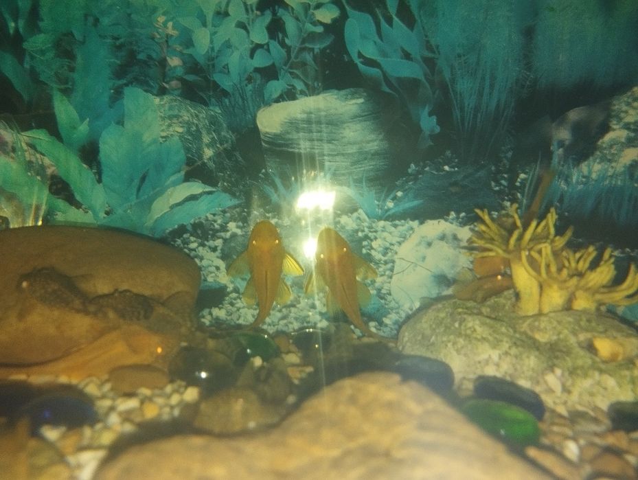 Аквариумные рыбки, Сомики Анцистры золотой и черный