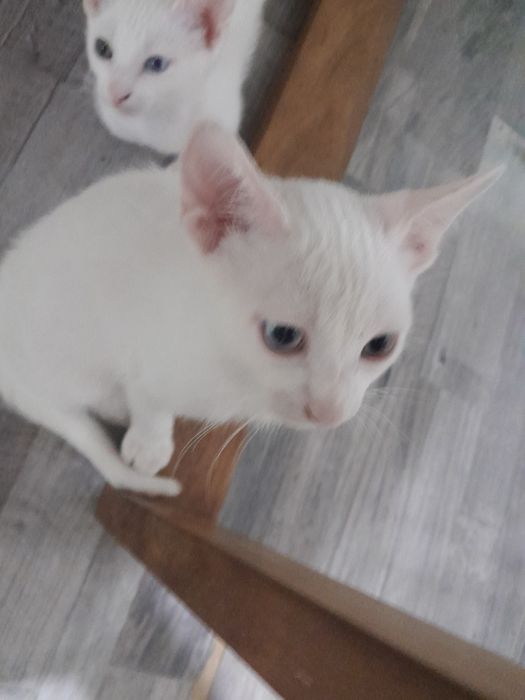 Gatos para adoção