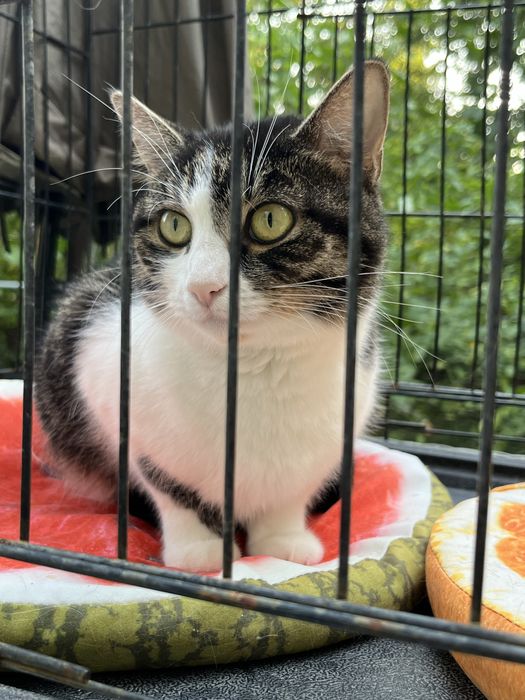 Młodziutka kotka Sówka szuka domu