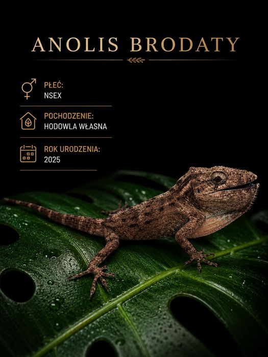 Anolis brodaty- nsex