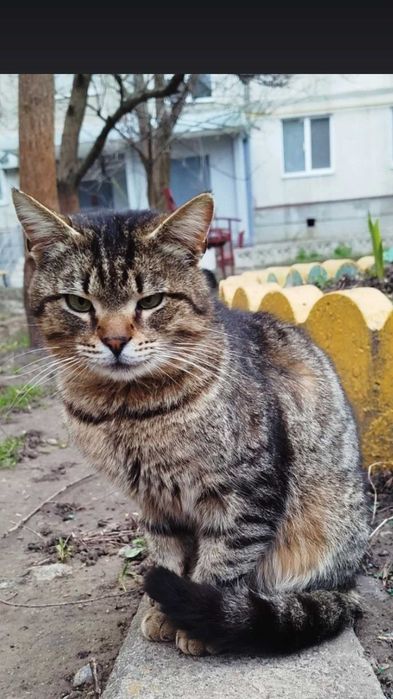 Отдам кота лесного окраса, 2 года