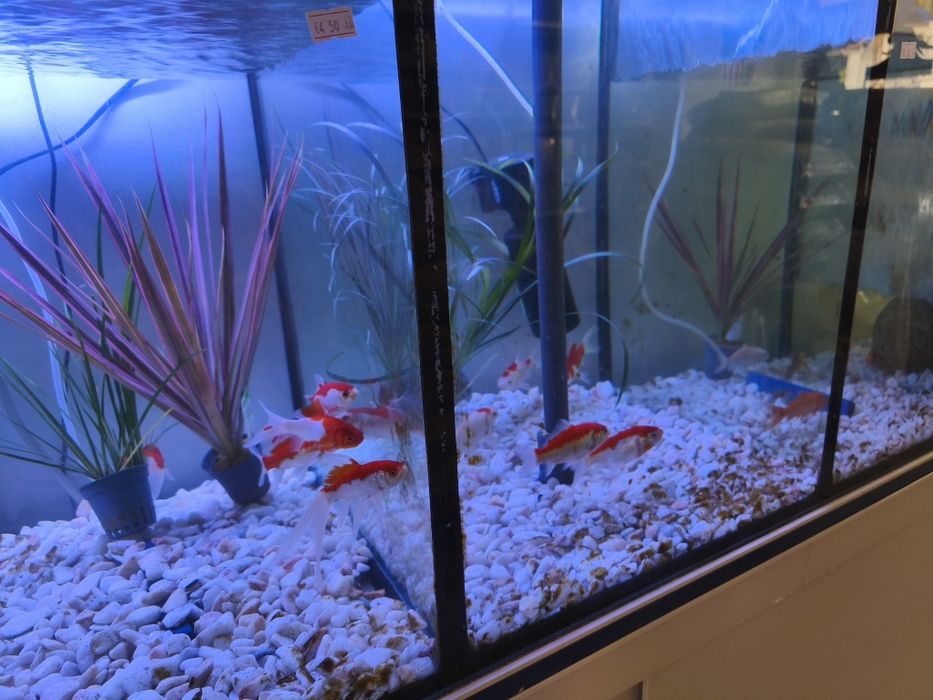 Aquário cascata excelente