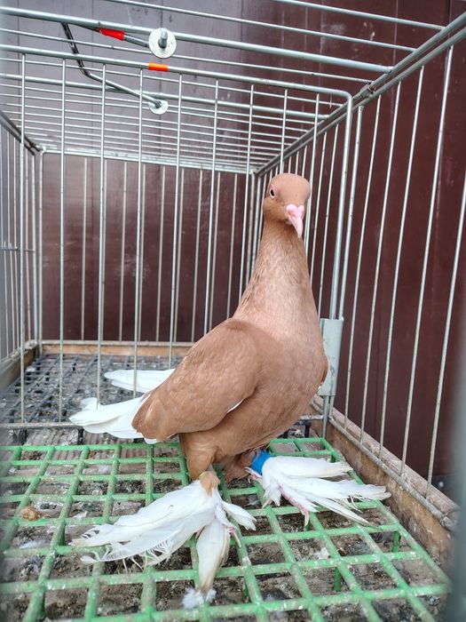 Wajśpic żółty hccj