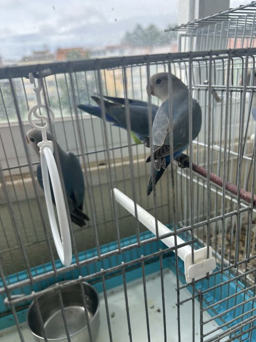6 agapones e 3 gaiolas com 2 ninhos