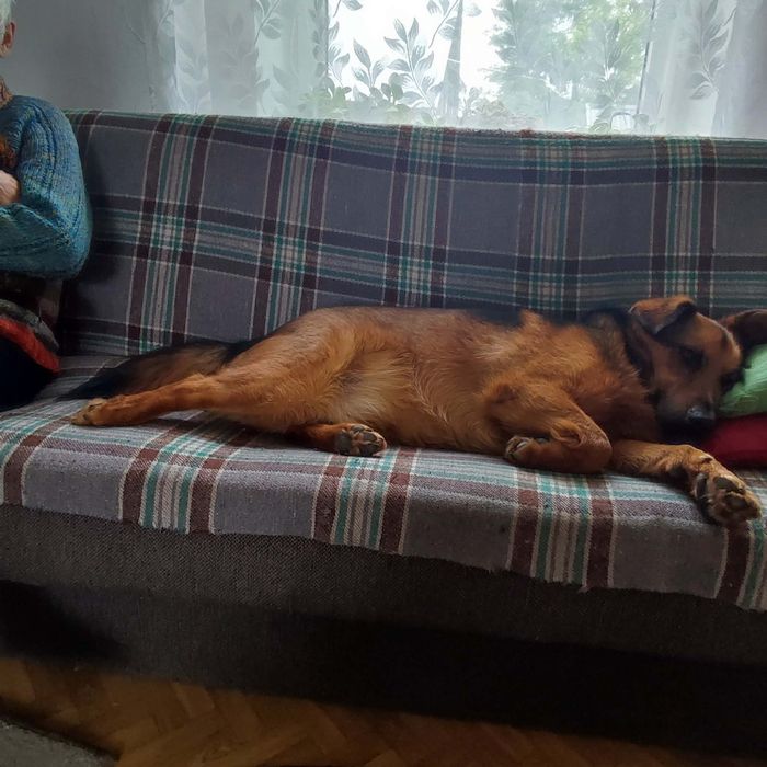 Oddam pieska w dobre ręce